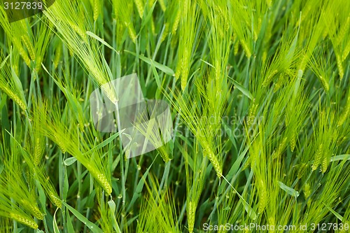 Image of Wheat field closeup