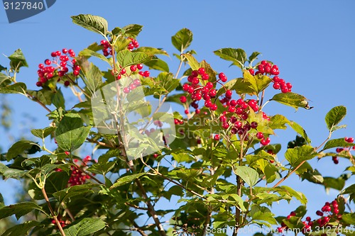 Image of Red berries