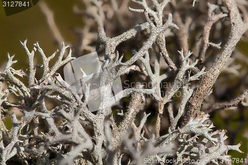 Image of Iceland moss