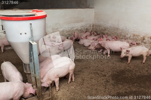 Image of Pig farm