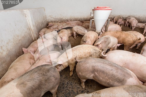 Image of Pig farm