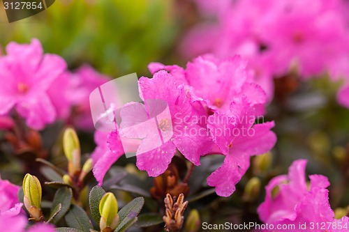 Image of Rhododendron