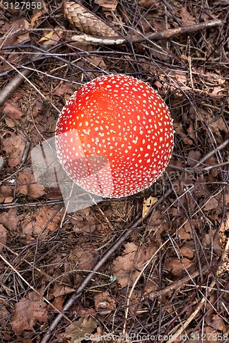 Image of Poison mushroom