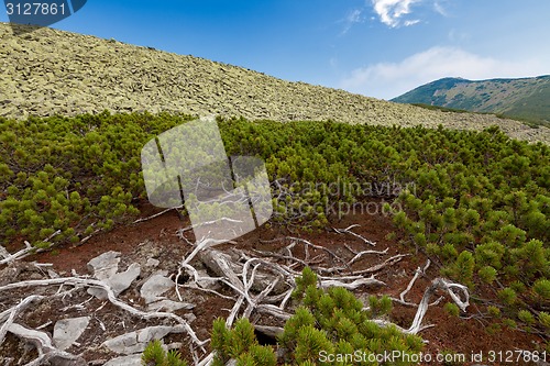 Image of Carpathians mountains