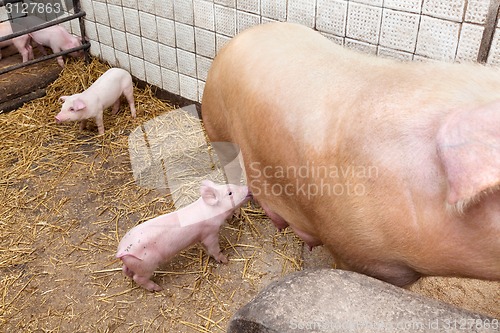 Image of Sow pig with piglets