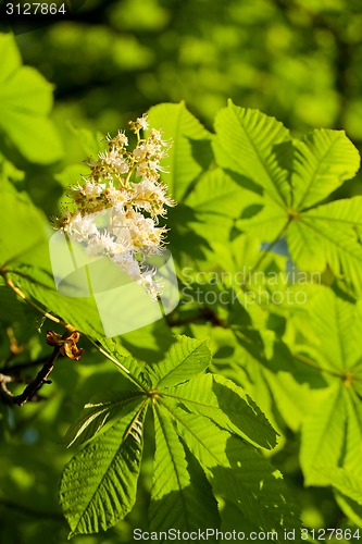 Image of Chestnut leaf