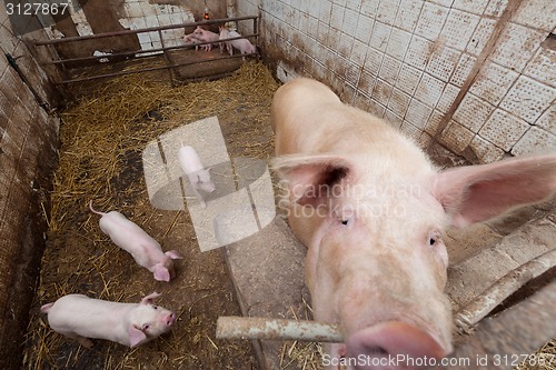 Image of Sow pig with piglets