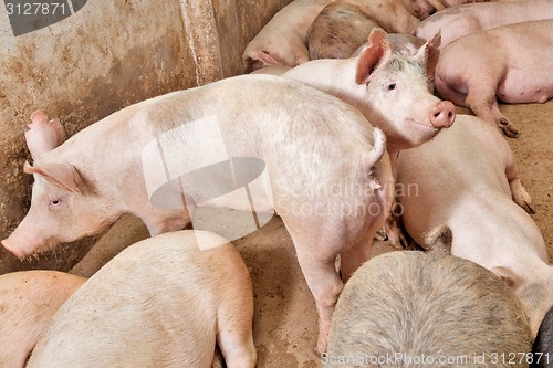 Image of Pig farm