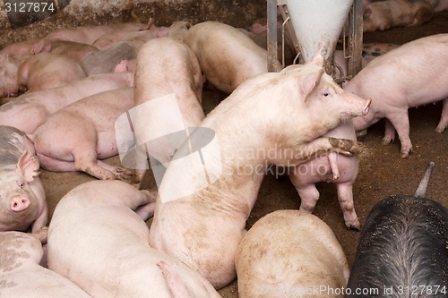 Image of Pig farm