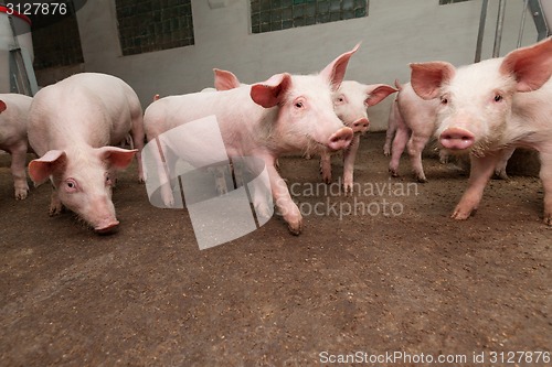 Image of Pig farm