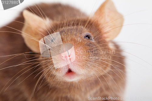 Image of Mouse portret