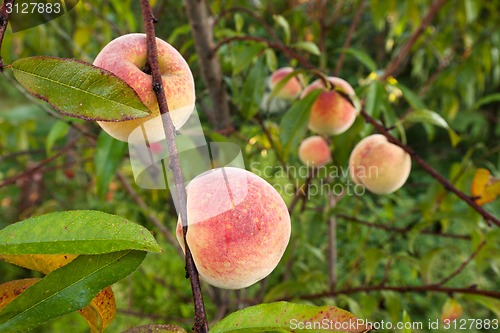 Image of Peach tree