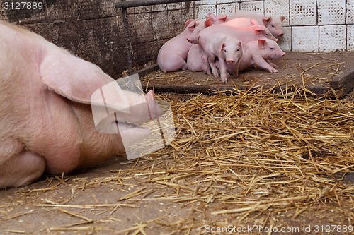 Image of Sow pig with piglets