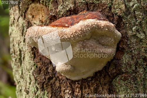 Image of Parasitic mushroom