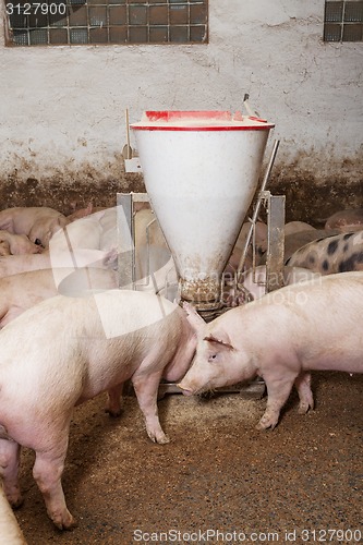 Image of Pig farm