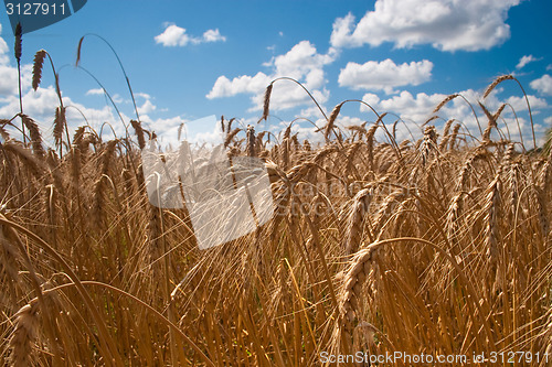 Image of Field of wheat 