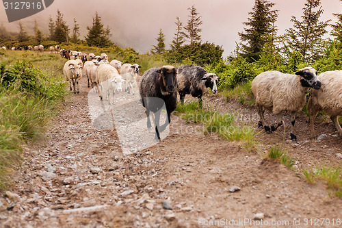 Image of Sheeps