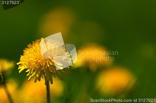 Image of Flower of dandelion