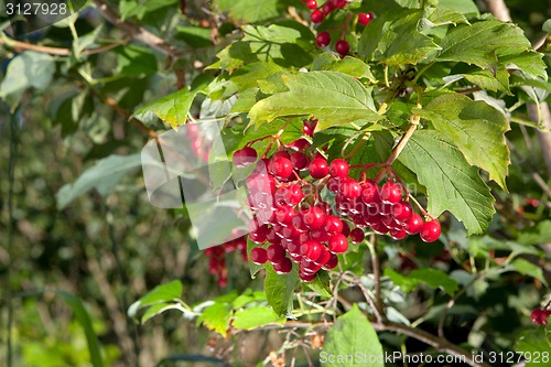 Image of Red berries