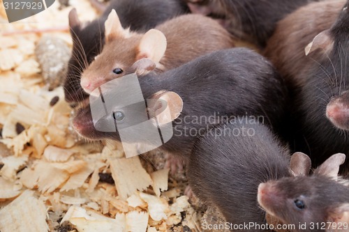 Image of Group of Mouses