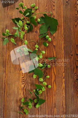 Image of Hop plant on a wooden table