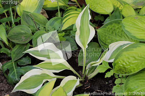 Image of Hosta Naked Lady