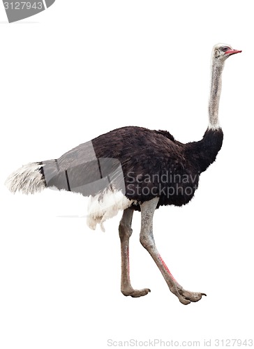 Image of Ostrich