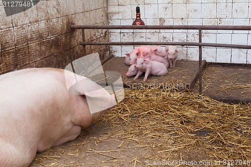 Image of Sow pig with piglets