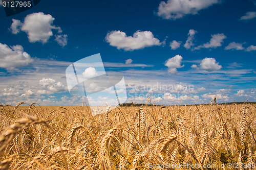 Image of Field of wheat 