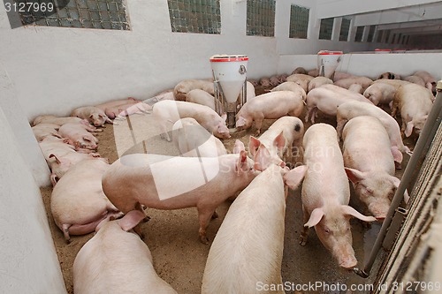 Image of Pig farm