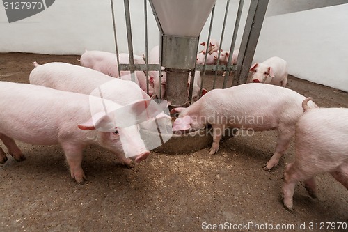 Image of Pig farm