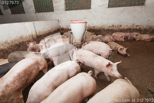 Image of Pig farm