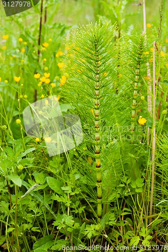 Image of Spring meadow