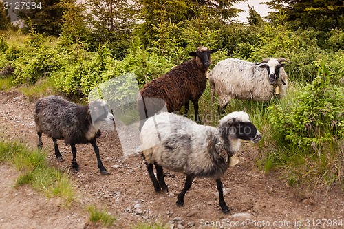 Image of Sheeps walks in carpathian mountains
