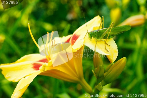 Image of Grasshopper on lily flower