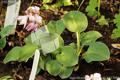 Image of Hosta Popo