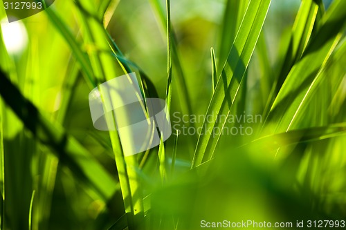 Image of Grass. Close up