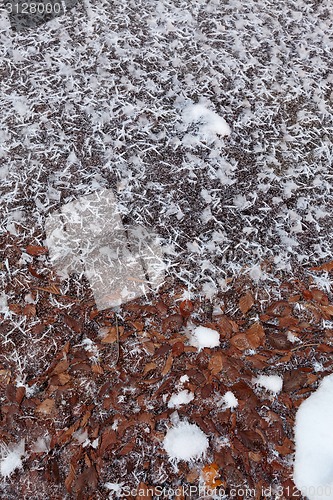 Image of Icy snowflakes