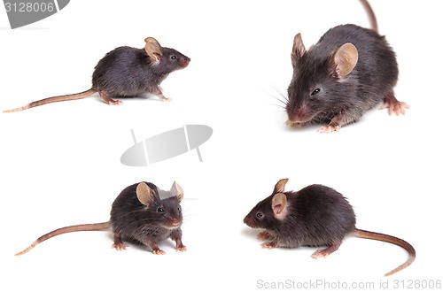 Image of Black mouse