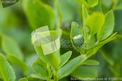 Image of Unripe blueberries