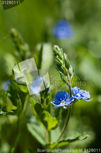 Image of Tiny Blue Field Flower Veronica chamaedrys