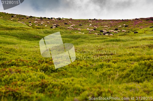 Image of Sheeps