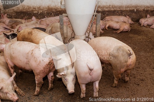 Image of Pig farm