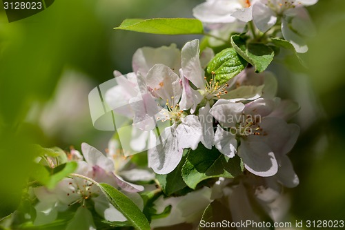 Image of Apple tree blossom