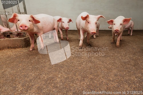 Image of Pig farm