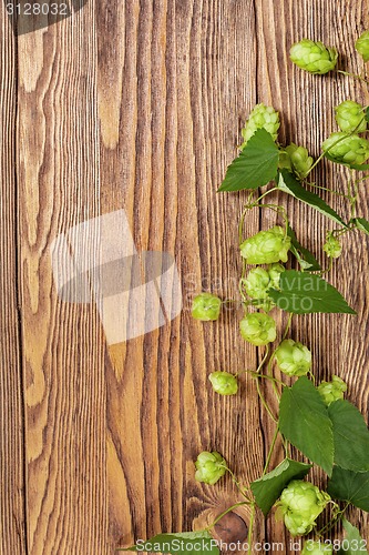 Image of Hop plant on a wooden table