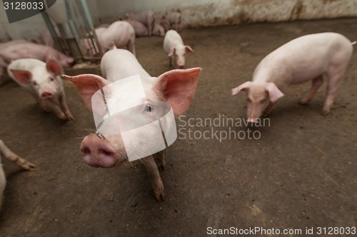 Image of Pig farm