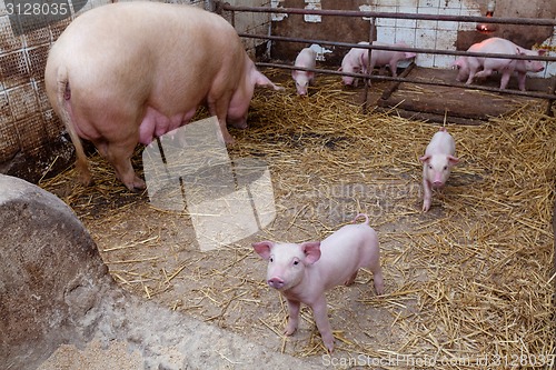 Image of Sow pig with piglets