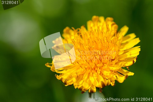 Image of Flower of dandelion