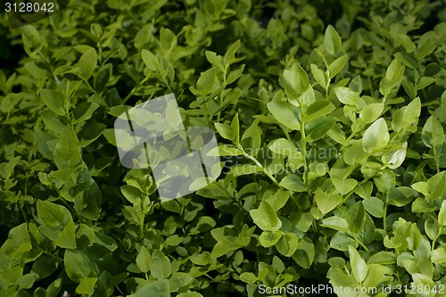 Image of Blueberry field